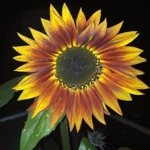 Meet your Posher, Shelly